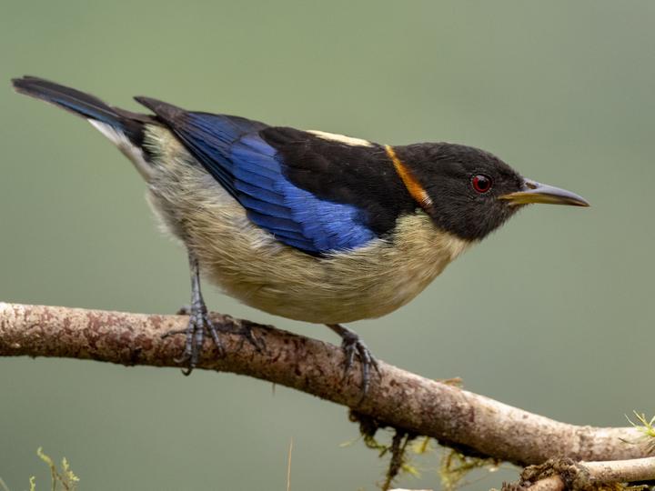 Golden-collared Honeycreeper