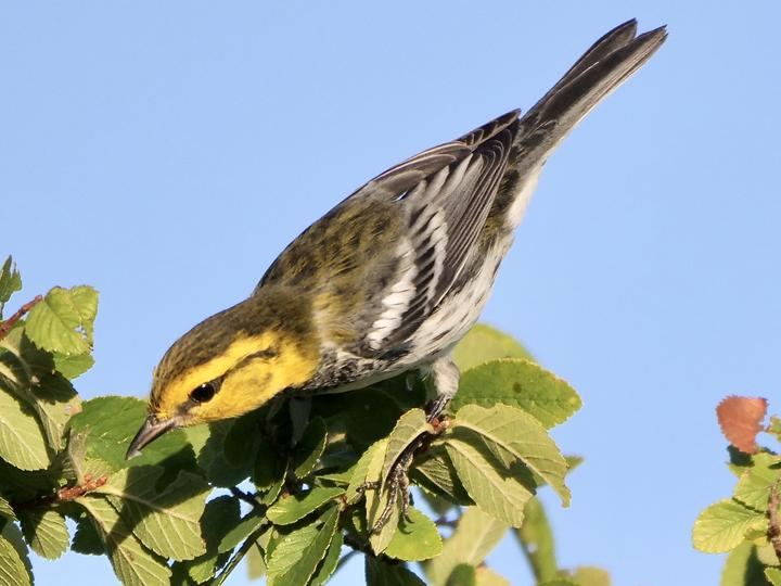 Golden-cheeked Warbler