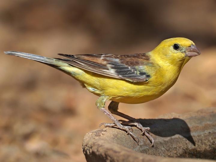 Sudan Golden Sparrow
