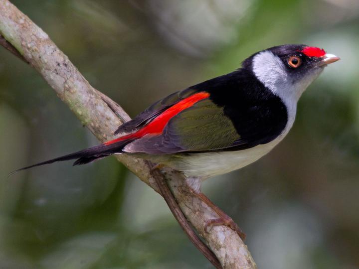 Pin-tailed Manakin