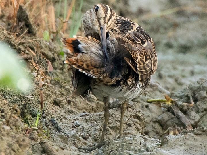 Pin-tailed Snipe