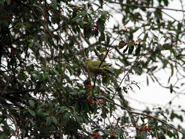 Pin-tailed Green Pigeon