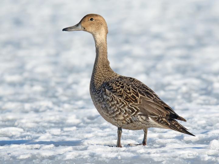 Northern Pintail