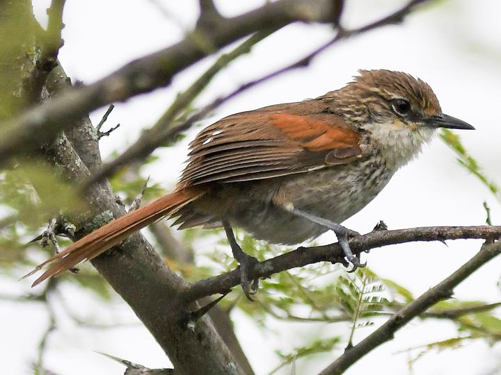 Chinchipe Spinetail
