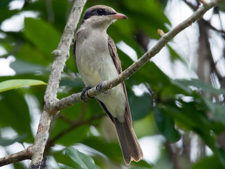 Large Woodshrike