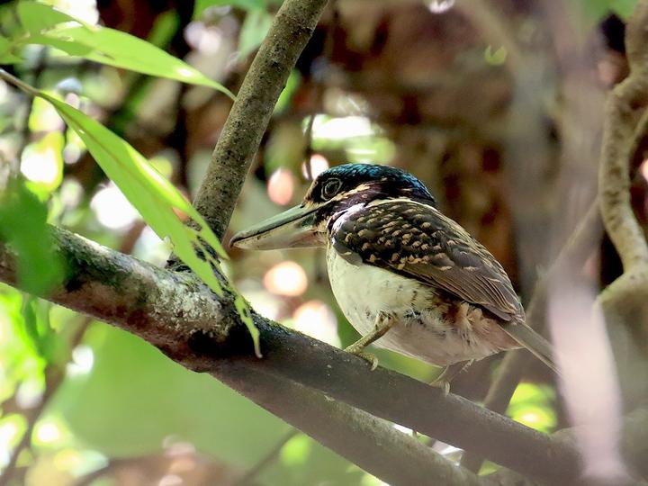 Hook-billed Kingfisher