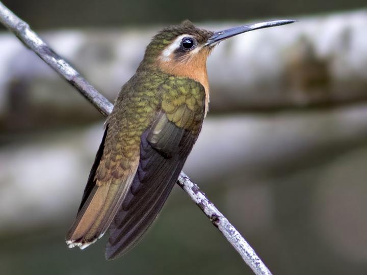 Hook-billed Hermit