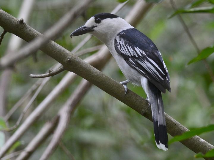 Hook-billed Vanga