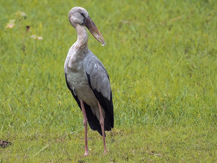 Asian Openbill