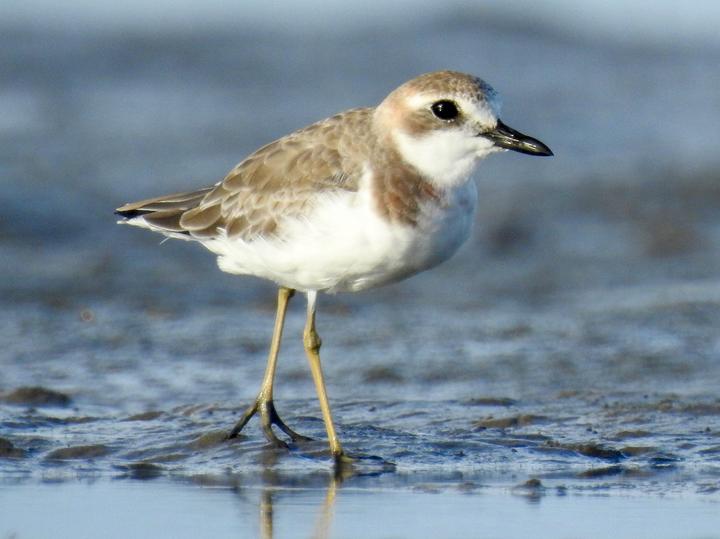Greater Sand Plover