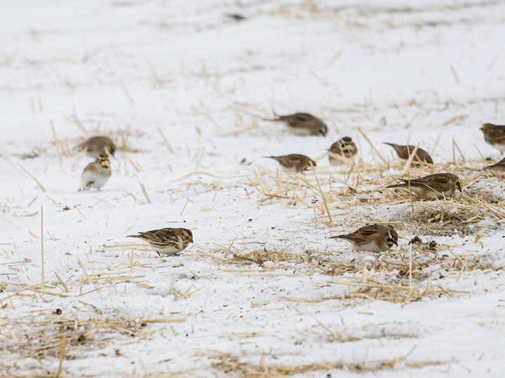 Lapland Longspur
