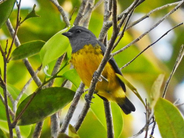 Plumbeous Euphonia