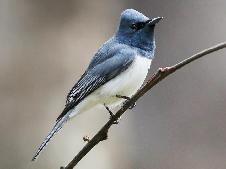 Leaden Flycatcher