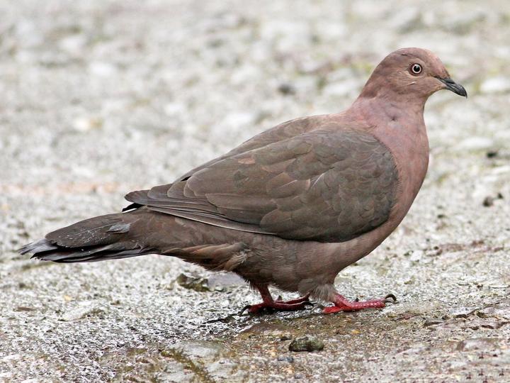 Plumbeous Pigeon