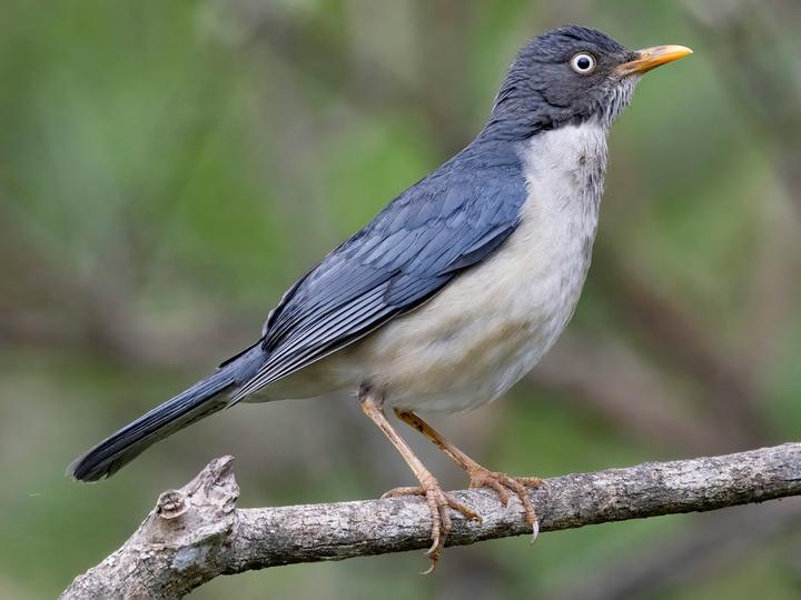 Plumbeous-backed Thrush