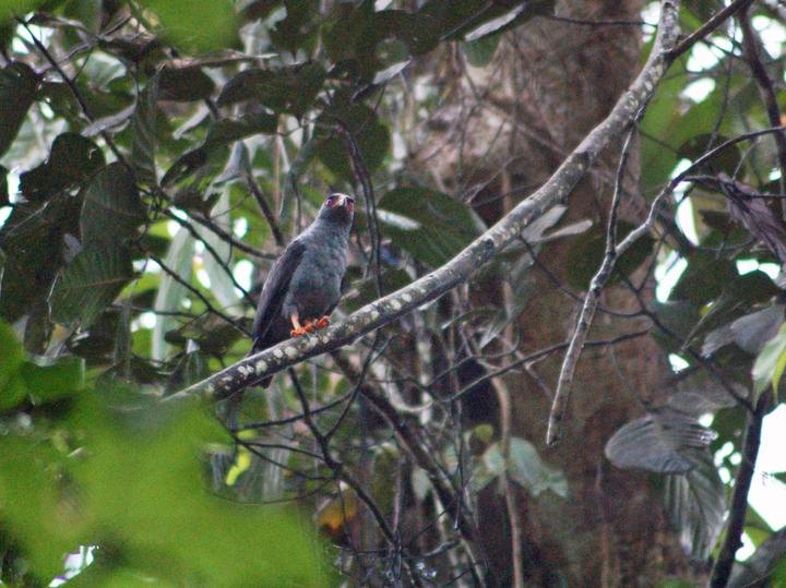 Plumbeous Hawk