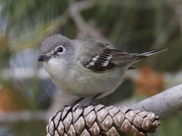 Plumbeous Vireo