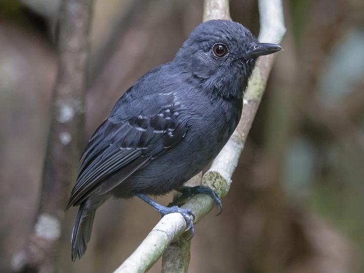 Plumbeous Antvireo