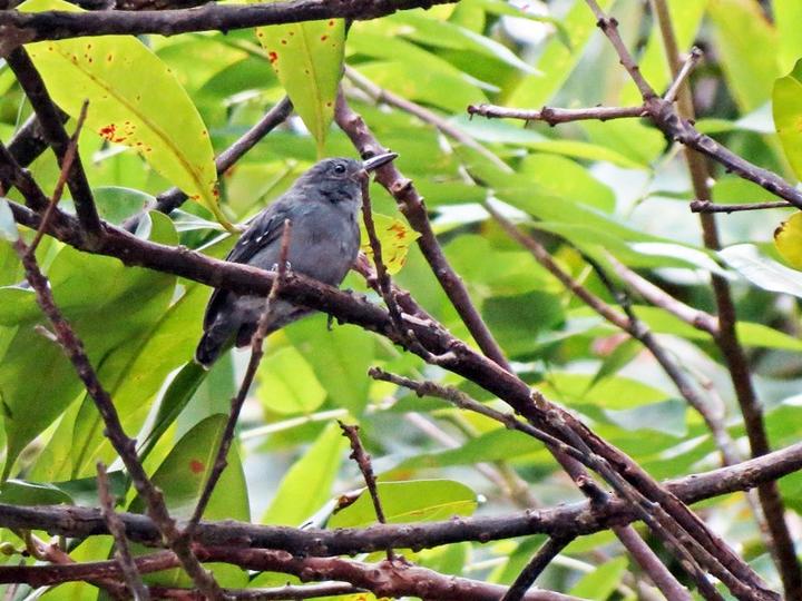 Leaden Antwren