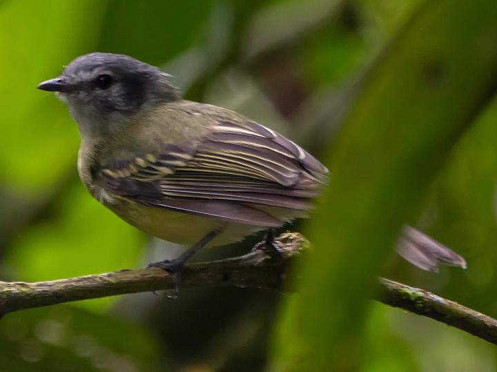 Plumbeous-crowned Tyrannulet