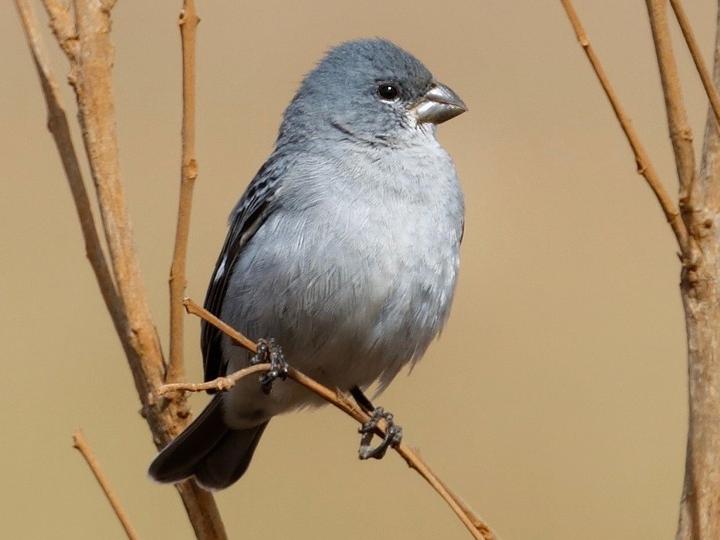 Plumbeous Seedeater