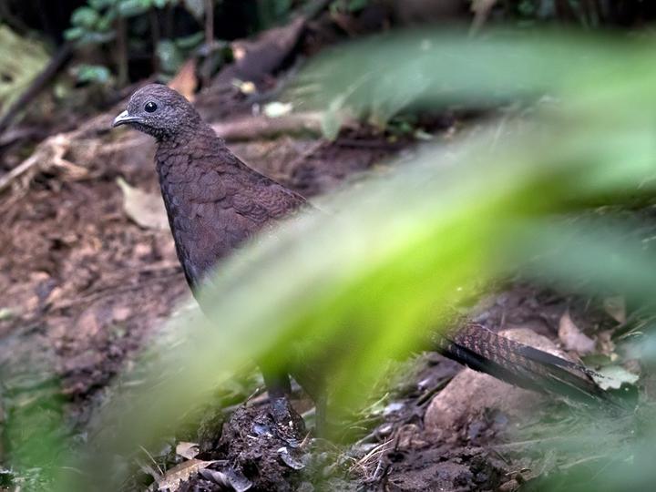 Bronze-tailed Peacock-Pheasant