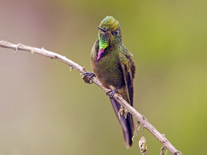 Bronze-tailed Thornbill