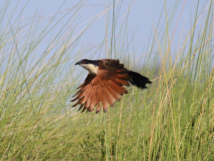 Coppery-tailed Coucal