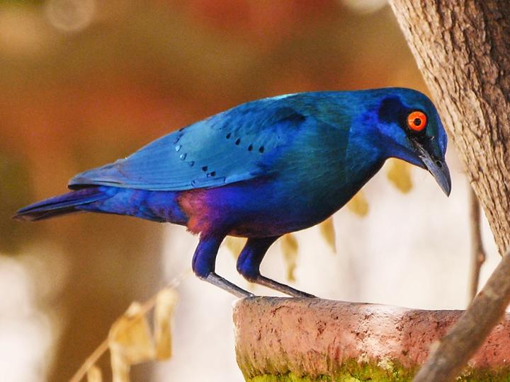 Bronze-tailed Starling
