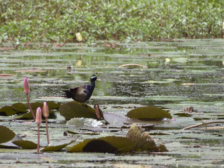 Bronze-winged Jacana