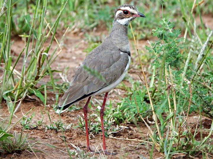 Bronze-winged Courser