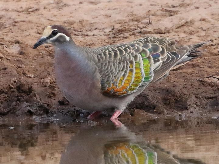 Common Bronzewing