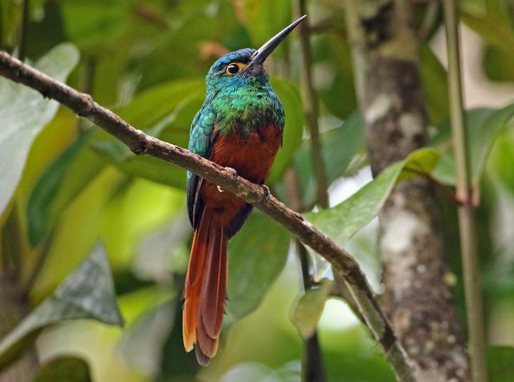 Coppery-chested Jacamar