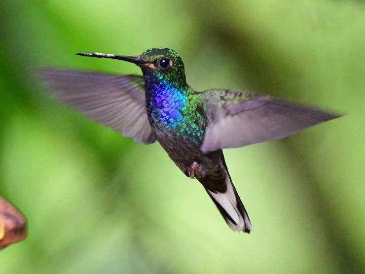 Green-backed Hillstar