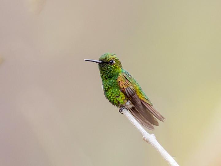 Coppery Emerald