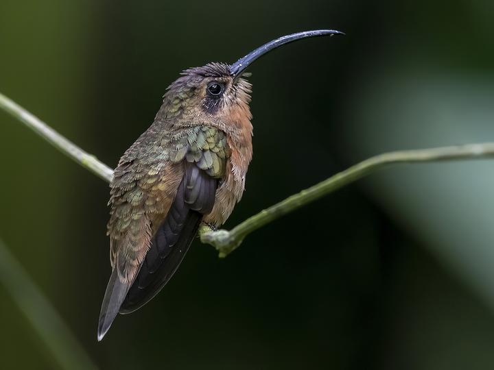 Bronzy Hermit
