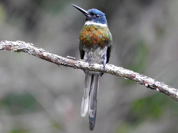 Bronzy Jacamar