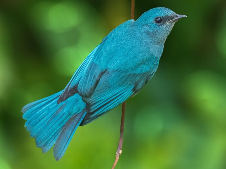 Verditer Flycatcher