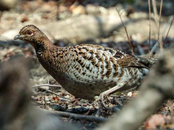 Copper Pheasant