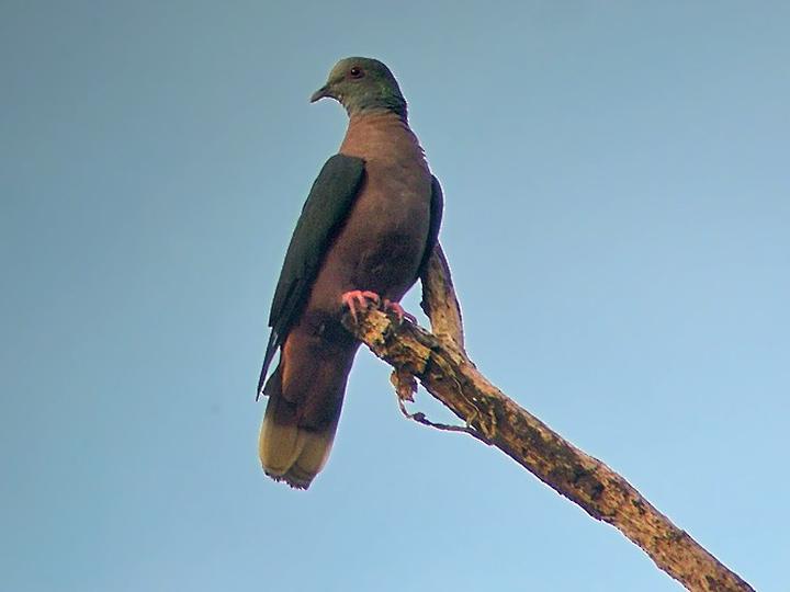 Western Bronze-naped Pigeon