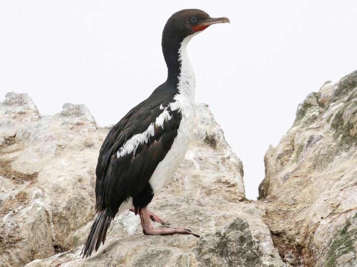 Stewart Island Shag