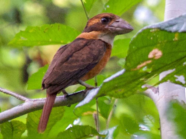 Shovel-billed Kookaburra