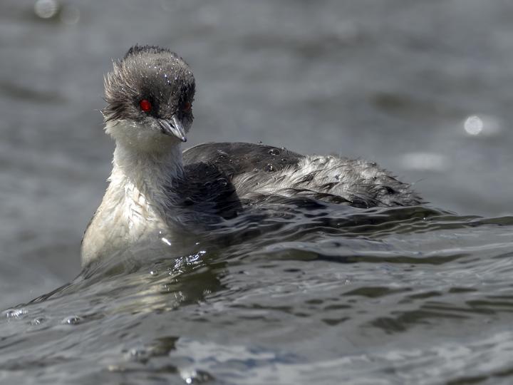 Silvery Grebe