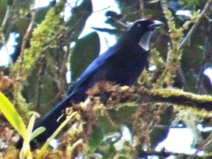 Silvery-throated Jay