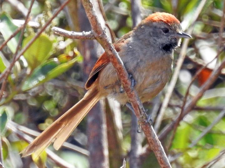 Silvery-throated Spinetail