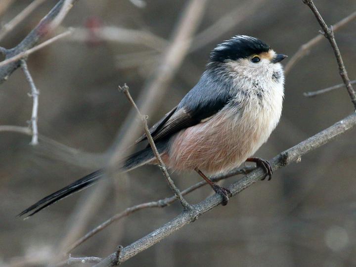 Silver-throated Bushtit