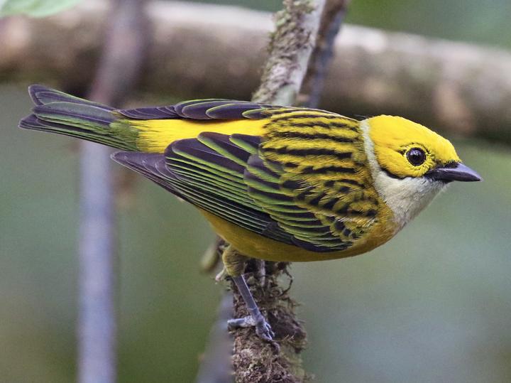 Silver-throated Tanager