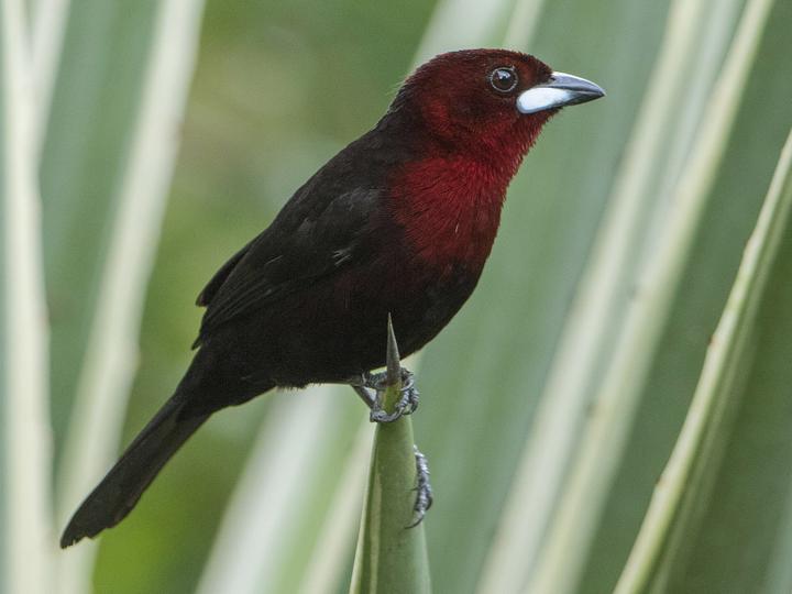 Silver-beaked Tanager