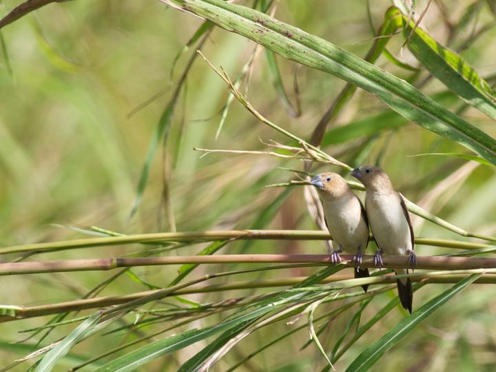 African Silverbill