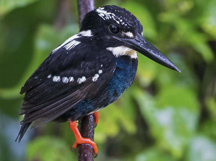 Southern Silvery Kingfisher